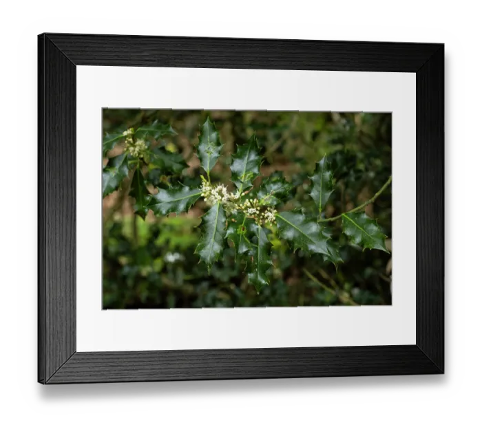 Framed Print : Holly (Ilex aquifolium) male flowers, Delamere Forest, Cheshire, England, UK. May Framed Print : Holly (Ilex aquifolium) male flowers, Delamere Forest, Cheshire, England, UK. May