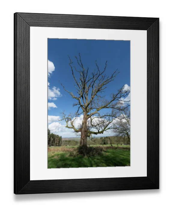 Framed Print : English oak (Quercus robur) infected with Sudden Oak death pathogen (Phytophthora ramorum), Brown Clee Hill, Shropshire, England, UK. March Framed Print : English oak (Quercus robur) infected with Sudden Oak death pathogen (Phytophthora ramorum), Brown Clee Hill, Shropshire, England, UK. March