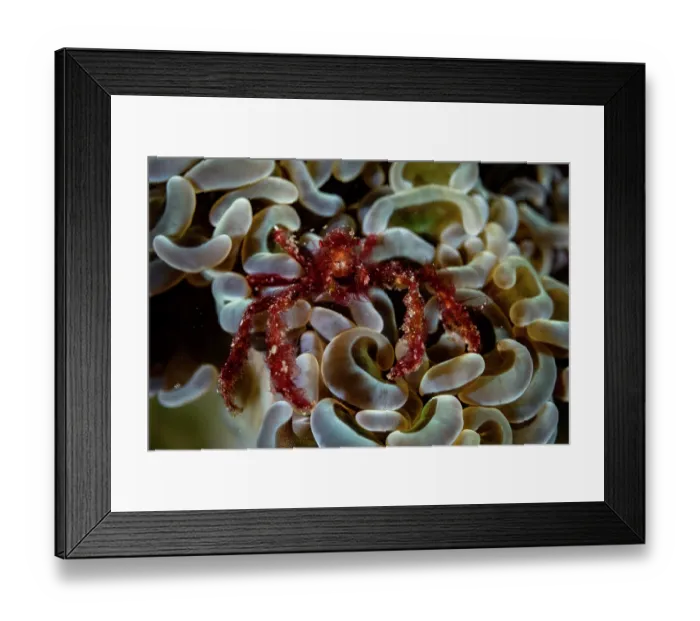 Framed Print : Orangutan crab (Achaeus japonicus) resting on coral, North Sulawesi, Indonesia, Pacific Ocean Framed Print : Orangutan crab (Achaeus japonicus) resting on coral, North Sulawesi, Indonesia, Pacific Ocean