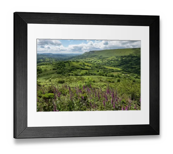 Framed Print : Foxgloves (Digitalis purpurea) in flower looking out over the Olchon Valley from Black Hill  /  Cat's Back, south facing view featuring the escarpment of the Black Mountains