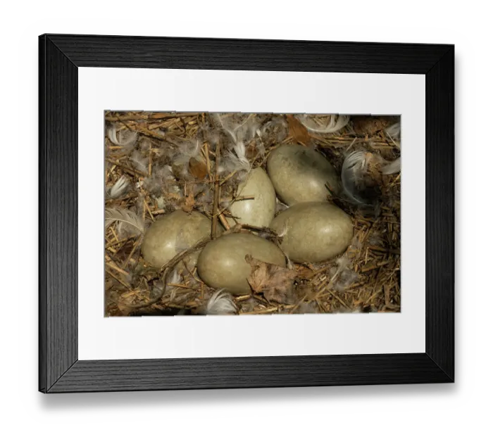 Framed Print : Mute swan (Cygnus olor) nest with eggs, Abbotsbury Swannery, Dorset, England, UK. June Framed Print : Mute swan (Cygnus olor) nest with eggs, Abbotsbury Swannery, Dorset, England, UK. June