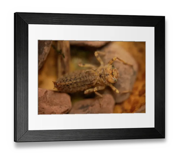Framed Print : Golden-ringed dragonfly (Cordulegaster boltonii) nymph, resting on stony bed of tributary of the Olchon Brook, Golden Valley, Herefordshire, England, UK. May Framed Print : Golden-ringed dragonfly (Cordulegaster boltonii) nymph, resting on stony bed of tributary of the Olchon Brook, Golden Valley, Herefordshire, England, UK. May
