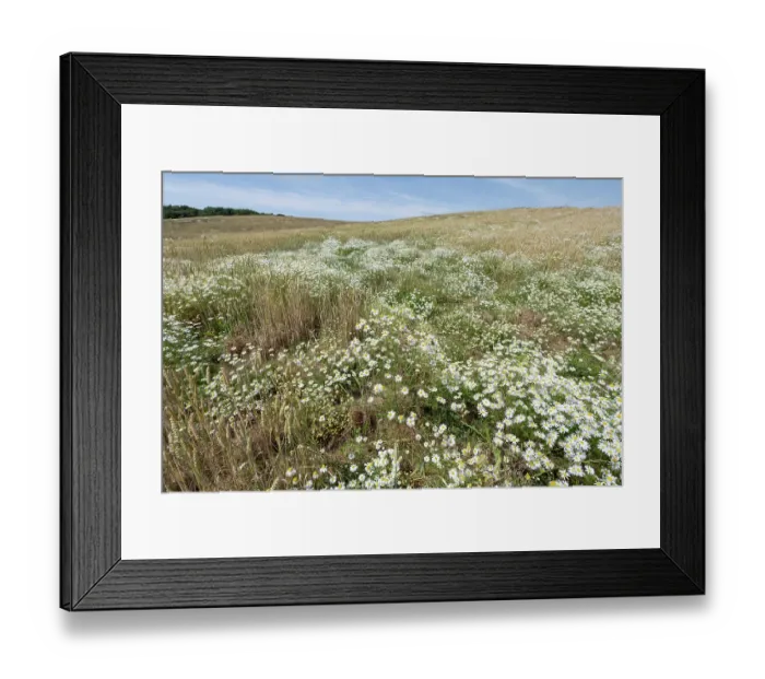Framed Print : Scentless mayweed (Tripleurospermum inodorum) in flower among organic wheat crop, Herefordshire, England, UK. July Framed Print : Scentless mayweed (Tripleurospermum inodorum) in flower among organic wheat crop, Herefordshire, England, UK. July