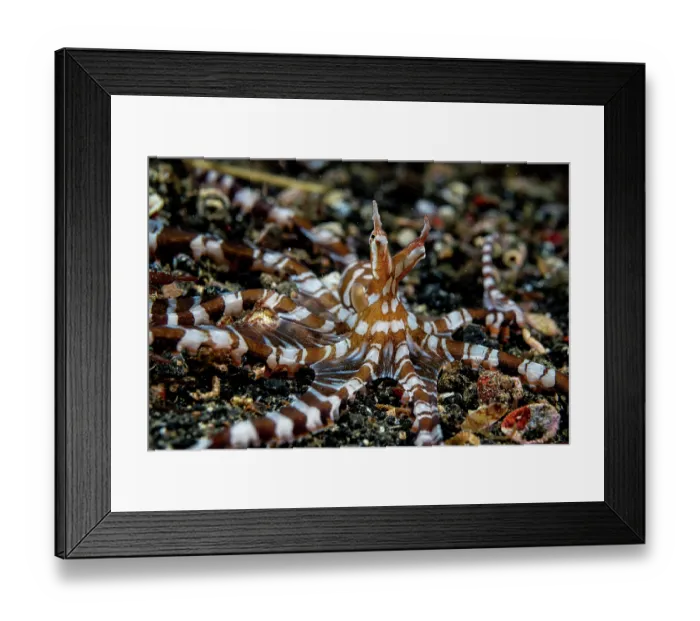Framed Print : Wonderpus octopus (Wunderpus photogenicus) hunting on seabed, Lembeh Strait, North Sulawesi, Indonesia, Pacific Ocean Framed Print : Wonderpus octopus (Wunderpus photogenicus) hunting on seabed, Lembeh Strait, North Sulawesi, Indonesia, Pacific Ocean