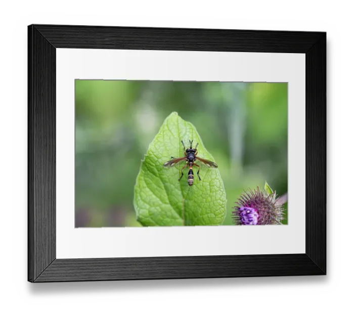 Framed Print : Thick-headed fly (Physocephala rufipes) resting on a leaf in ancient woodland, Herefordshire Plateau, England, UK. July Framed Print : Thick-headed fly (Physocephala rufipes) resting on a leaf in ancient woodland, Herefordshire Plateau, England, UK. July