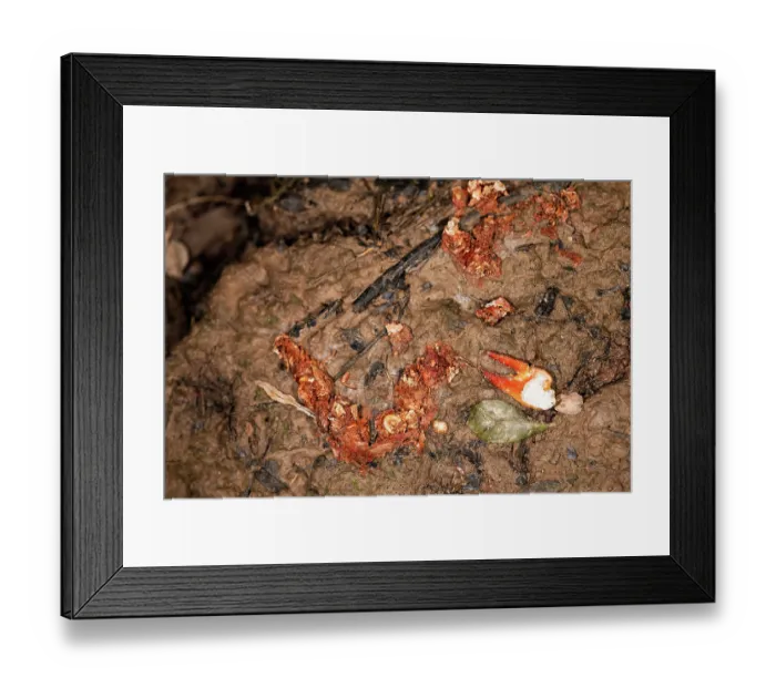Framed Print : Otter (Lutra lura) faeces containing remains of Signal crayfish (Pacifastacus leniusculus) along margins of River Lugg, Herefordshire, England, UK. July Framed Print : Otter (Lutra lura) faeces containing remains of Signal crayfish (Pacifastacus leniusculus) along margins of River Lugg, Herefordshire, England, UK. July