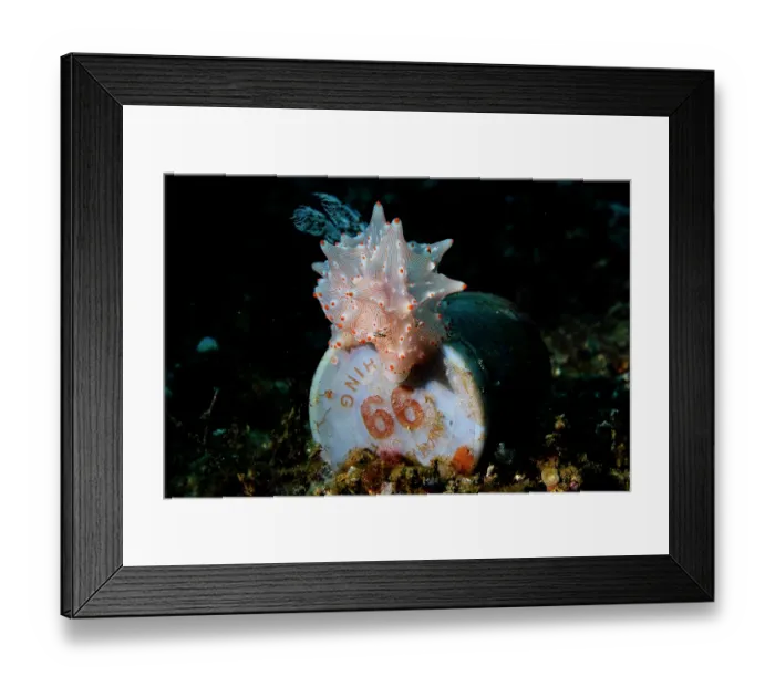 Framed Print : Batangas halgerda (Halgerda batangas) nudibranch crawling over a discarded plastic rubbish, Lembeh Strait, North Sulawesi, Indonesia, Pacific Ocean Framed Print : Batangas halgerda (Halgerda batangas) nudibranch crawling over a discarded plastic rubbish, Lembeh Strait, North Sulawesi, Indonesia, Pacific Ocean