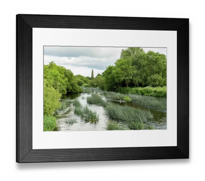 Framed Print : River Stour with emergent Common club-rush (Schoenoplectus lacustris), Stour Valley Nature Reserve, Bournemouth, Doreset, England, UK. June Framed Print : River Stour with emergent Common club-rush (Schoenoplectus lacustris), Stour Valley Nature Reserve, Bournemouth, Doreset, England, UK. June