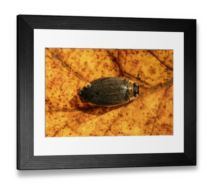 Framed Print : Supertramp beetle (Rhantus suturalis) resting on leaf, Cheshire, England, UK. May. Controlled conditions. Focus stacked Framed Print : Supertramp beetle (Rhantus suturalis) resting on leaf, Cheshire, England, UK. May. Controlled conditions. Focus stacked