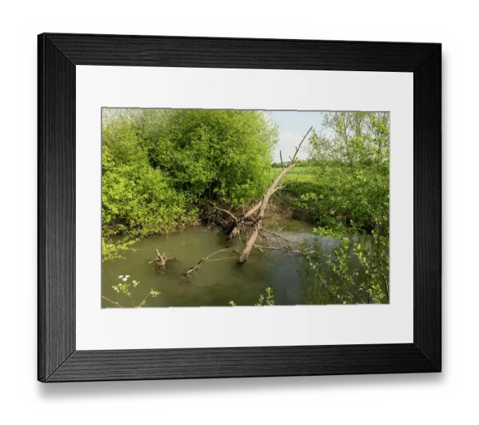 Framed Print : River Lugg SSSI with fallen tree causing an obstruction in the main channel, Herefordshire, England, UK. May, 2024