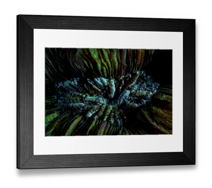 Framed Print : Solitary cup coral (Cynarina lacrymalis) close up, Lembeh Strait, North Sulawesi, Indonesia, Pacific Ocean Framed Print : Solitary cup coral (Cynarina lacrymalis) close up, Lembeh Strait, North Sulawesi, Indonesia, Pacific Ocean