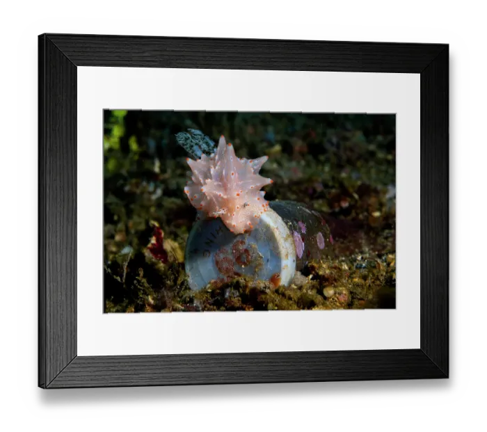 Framed Print : Batangas halgerda (Halgerda batangas) nudibranch crawling over a discarded plastic container, Lembeh Strait, North Sulawesi, Indonesia, Pacific Ocean Framed Print : Batangas halgerda (Halgerda batangas) nudibranch crawling over a discarded plastic container, Lembeh Strait, North Sulawesi, Indonesia, Pacific Ocean
