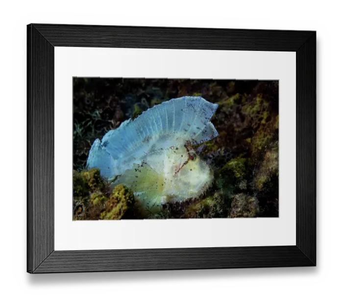 Framed Print : Leaf scorpionfish (Taenianotus triacanthus) portrait, Lembeh Strait, North Sulawesi, Indonesia, Pacific Ocean Framed Print : Leaf scorpionfish (Taenianotus triacanthus) portrait, Lembeh Strait, North Sulawesi, Indonesia, Pacific Ocean
