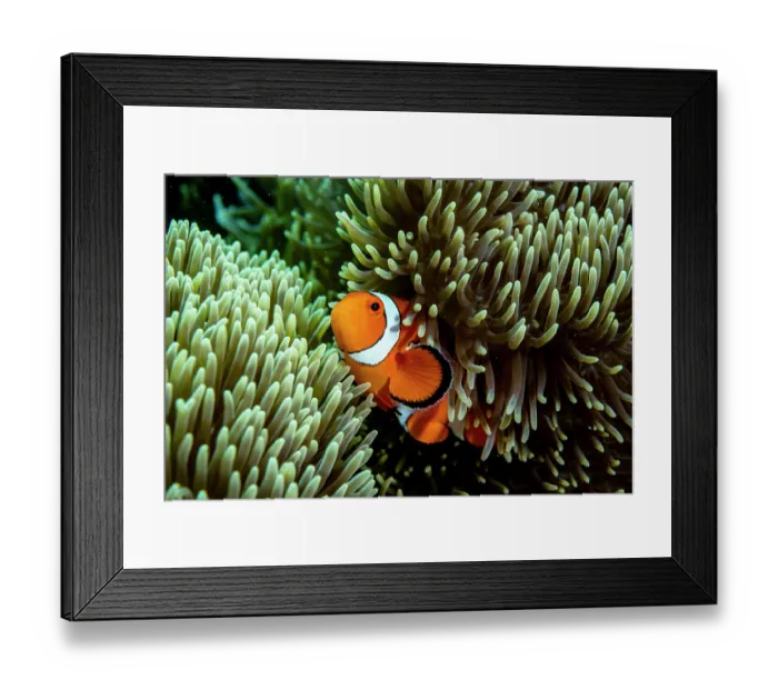 Framed Print : Western clown anemonefish (Amphiprion ocellaris) among tentacles of host Magnificent sea anemone (Heteractis magnifica), Bunaken National Park, North Sulawesi, Indonesia Framed Print : Western clown anemonefish (Amphiprion ocellaris) among tentacles of host Magnificent sea anemone (Heteractis magnifica), Bunaken National Park, North Sulawesi, Indonesia