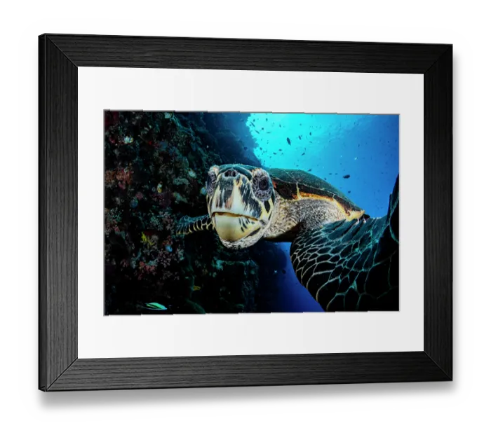 Framed Print : Hawksbill turtle (Eretmochelys imbricata) portrait, Bunaken Marine Park, North Sulawesi, Indonesia, Pacific Ocean. Critically endangered Framed Print : Hawksbill turtle (Eretmochelys imbricata) portrait, Bunaken Marine Park, North Sulawesi, Indonesia, Pacific Ocean. Critically endangered