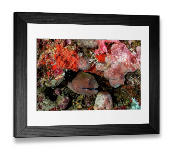 Framed Print : Clear cleaner shrimp (Urocaridella antonbruunii) cleaning a Giant moray eel (Gymnothorax javanicus) on a coral reef, Bunaken National Park, North Sulawesi, Indonesia Framed Print : Clear cleaner shrimp (Urocaridella antonbruunii) cleaning a Giant moray eel (Gymnothorax javanicus) on a coral reef, Bunaken National Park, North Sulawesi, Indonesia