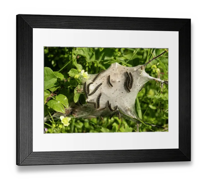 Framed Print : Small eggar caterpillars (Eriogaster lanestris) on web, Bradbury Rings, Dorset, England, UK. June Framed Print : Small eggar caterpillars (Eriogaster lanestris) on web, Bradbury Rings, Dorset, England, UK. June