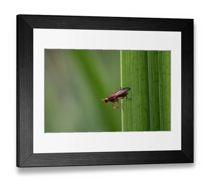 Framed Print : Snail-killing fly (Tetanocera Sp) resting on Yellow iris (Iris pseudacorus) leaf, Mortimer Forest, Herefordshire, England, UK. July