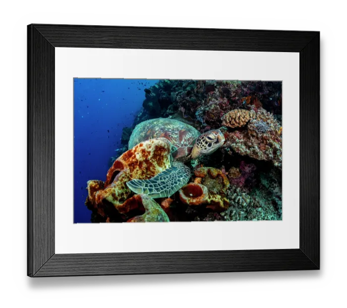 Framed Print : Green sea turtle (Chelonia mydas) resting on the coral reef, Bunaken National Park, Siladen Island, North Sulawesi, Indonesia, Pacific Ocean. Endangered Framed Print : Green sea turtle (Chelonia mydas) resting on the coral reef, Bunaken National Park, Siladen Island, North Sulawesi, Indonesia, Pacific Ocean. Endangered