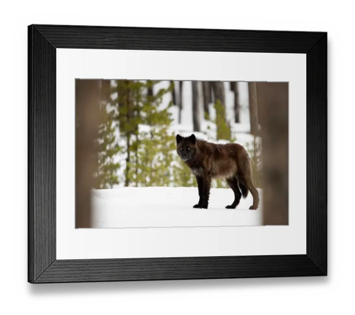 Framed Print : Eastern wolf (Canis lupus lycaon) black colour morph, amongst trees in snow, Yellowstone National Park, Wyoming, USA. January Framed Print : Eastern wolf (Canis lupus lycaon) black colour morph, amongst trees in snow, Yellowstone National Park, Wyoming, USA. January