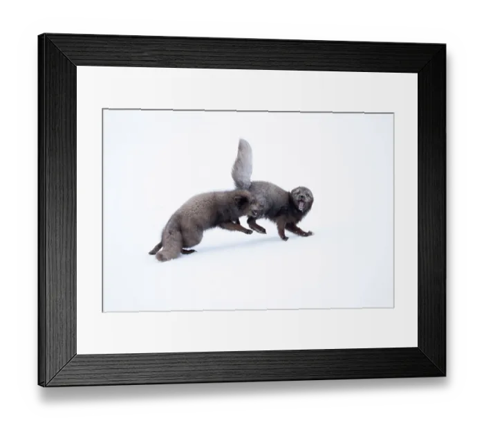 Framed Print : Two Arctic foxes (Vulpes lagopus) blue morph, fighting in snow, Hornstrandir Nature Reserve, Iceland. March Framed Print : Two Arctic foxes (Vulpes lagopus) blue morph, fighting in snow, Hornstrandir Nature Reserve, Iceland. March