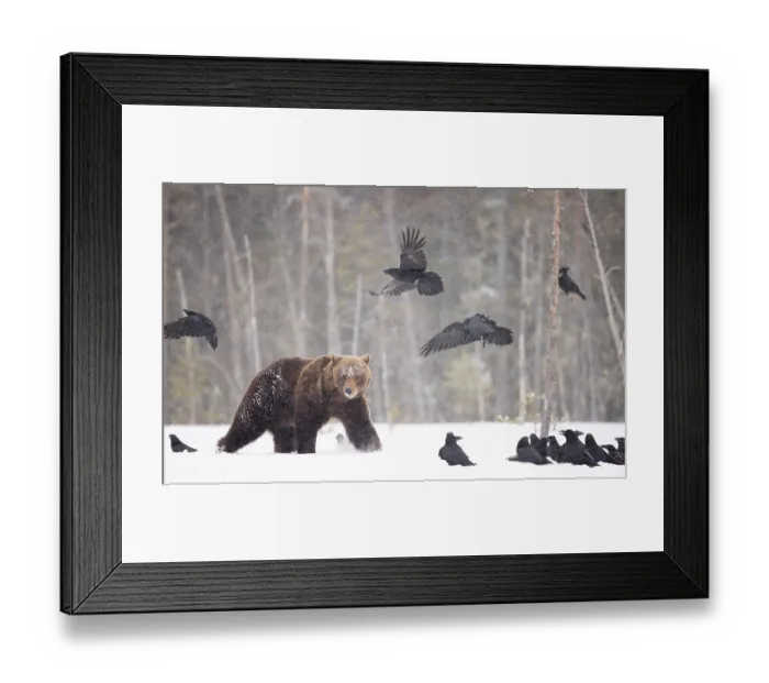 Framed Print : Brown bear (Ursus arctos) approaching a flock of Ravens (Corvus corax) in the snow in woodland, Finland. April