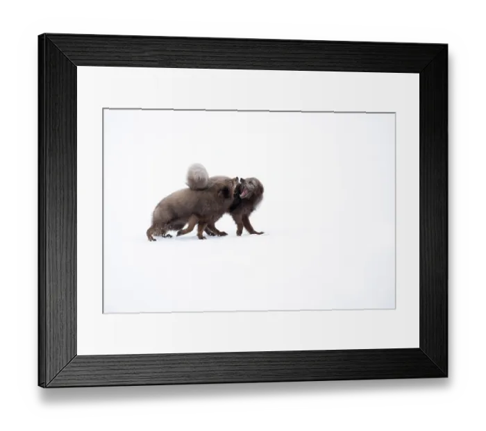Framed Print : Two Arctic foxes (Vulpes lagopus) blue morph, fighting in snow, Hornstrandir Nature Reserve, Iceland. March Framed Print : Two Arctic foxes (Vulpes lagopus) blue morph, fighting in snow, Hornstrandir Nature Reserve, Iceland. March