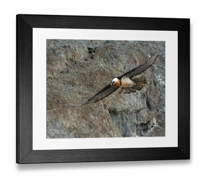 Framed Print : Bearded vulture (Gypaetus barbatus) in flight, Hanle, Ladakh, India