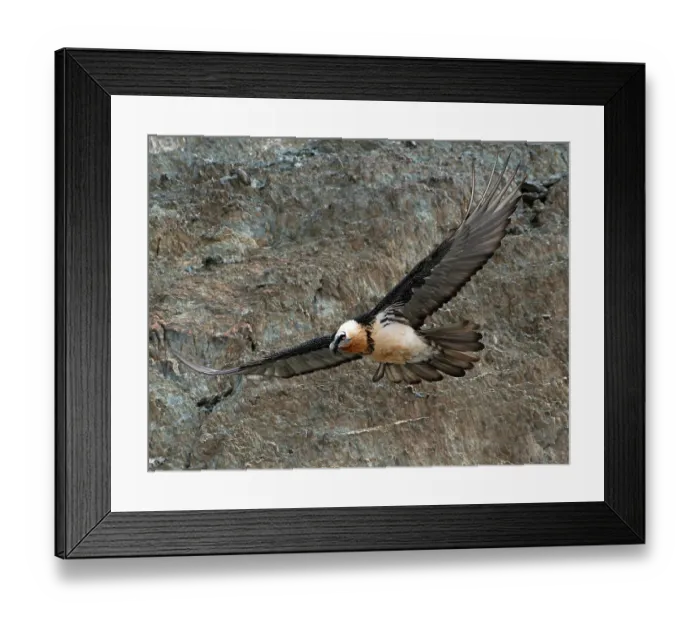 Framed Print : Bearded vulture (Gypaetus barbatus) in flight, Hanle, Ladakh, India Framed Print : Bearded vulture (Gypaetus barbatus) in flight, Hanle, Ladakh, India
