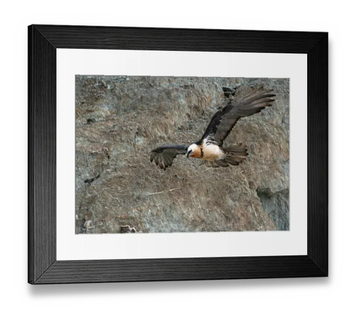 Framed Print : Bearded vulture (Gypaetus barbatus) in flight, Hanle, Ladakh, India Framed Print : Bearded vulture (Gypaetus barbatus) in flight, Hanle, Ladakh, India