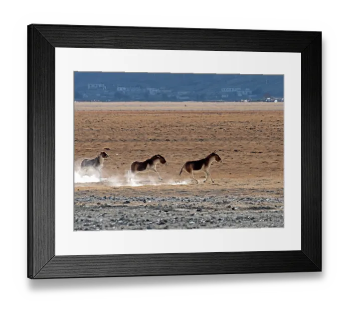 Framed Print : Three Kiangs (Equus kiang) running over desert landscape, Hanle, Ladakh, India Framed Print : Three Kiangs (Equus kiang) running over desert landscape, Hanle, Ladakh, India