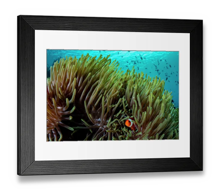 Framed Print : Western clown anemonefish (Amphiprion ocellaris) among tentacles of host Magnificent sea anemone (Heteractis magnifica), Bunaken National Park, North Sulawesi, Indonesia Framed Print : Western clown anemonefish (Amphiprion ocellaris) among tentacles of host Magnificent sea anemone (Heteractis magnifica), Bunaken National Park, North Sulawesi, Indonesia