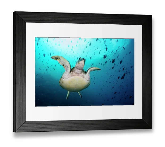 Framed Print : Green sea turtle (Chelonia mydas) swimming over the coral reef, Bunaken National Park, near Siladen Island, North Sulawesi, Indonesia, Pacific Ocean. Endangered Framed Print : Green sea turtle (Chelonia mydas) swimming over the coral reef, Bunaken National Park, near Siladen Island, North Sulawesi, Indonesia, Pacific Ocean. Endangered