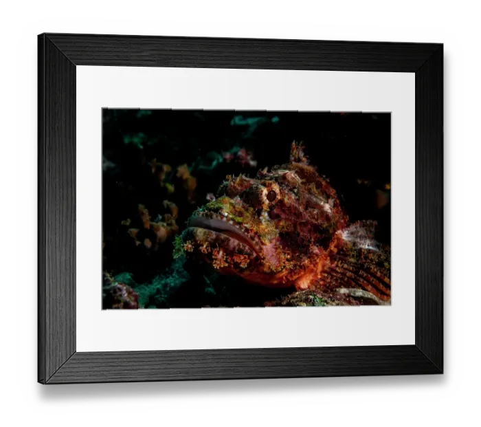 Framed Print : Tassled scorpionfish (Scorpaenopsis oxycephala) portrait, Bunaken National Park, North Sulawesi, Indonesia, Pacific Ocean Framed Print : Tassled scorpionfish (Scorpaenopsis oxycephala) portrait, Bunaken National Park, North Sulawesi, Indonesia, Pacific Ocean