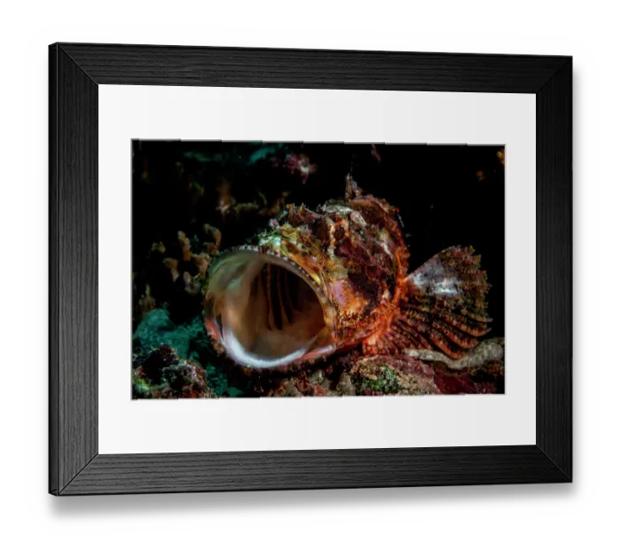 Framed Print : Tassled scorpionfish (Scorpaenopsis oxycephala) yawning, Bunaken National Park, North Sulawesi, Indonesia, Pacific Ocean Framed Print : Tassled scorpionfish (Scorpaenopsis oxycephala) yawning, Bunaken National Park, North Sulawesi, Indonesia, Pacific Ocean