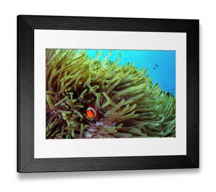 Framed Print : Western clown anemonefish (Amphiprion ocellaris) among tentacles of host Magnificent sea anemone (Heteractis magnifica), Bunaken National Park, North Sulawesi, Indonesia Framed Print : Western clown anemonefish (Amphiprion ocellaris) among tentacles of host Magnificent sea anemone (Heteractis magnifica), Bunaken National Park, North Sulawesi, Indonesia