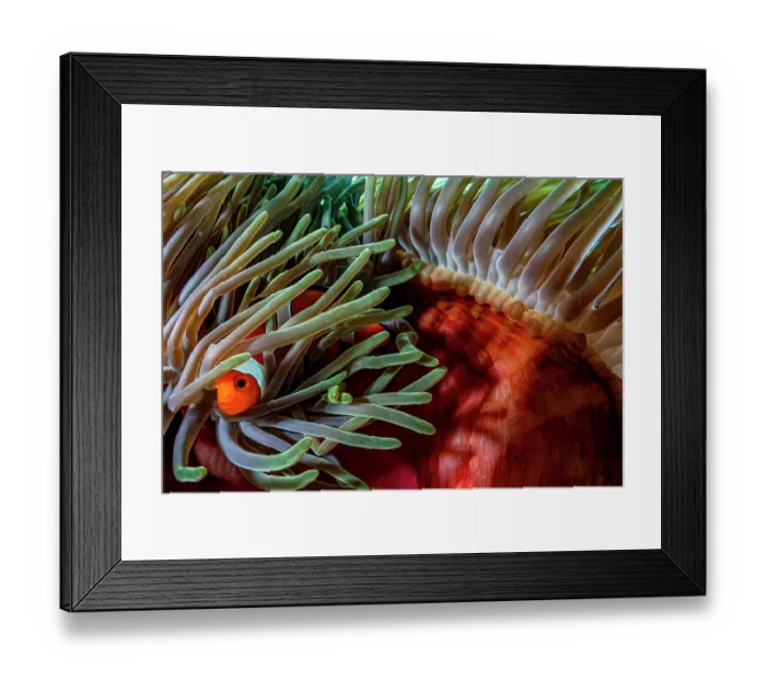 Framed Print : Clown anemonefish (Amphiprion ocellaris) among tentacles of host Magnificent sea anemone (Heteractis magnifica), Siladen Island, North Sulawesi, Indonesia, Pacific Ocean Framed Print : Clown anemonefish (Amphiprion ocellaris) among tentacles of host Magnificent sea anemone (Heteractis magnifica), Siladen Island, North Sulawesi, Indonesia, Pacific Ocean