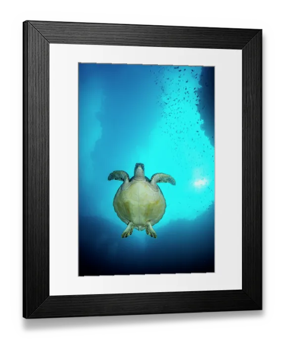 Framed Print : Green sea turtle (Chelonia mydas) swimming, Bunaken National Park near Siladen Island, North Sulawesi, Indonesia, Pacific Ocean. Endangered Framed Print : Green sea turtle (Chelonia mydas) swimming, Bunaken National Park near Siladen Island, North Sulawesi, Indonesia, Pacific Ocean. Endangered