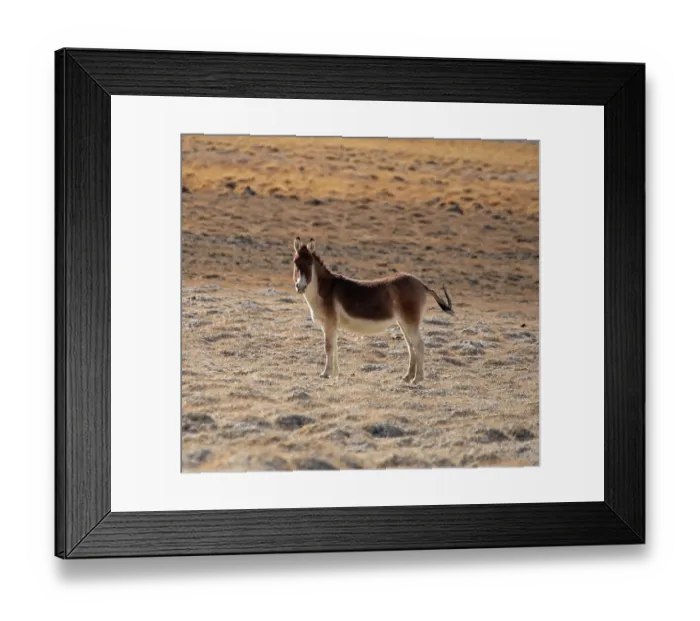 Framed Print : RF - Kiang (Equus kiang) standing in desert landscape, Hanle, Ladakh, India. (This image may be licensed either as rights managed or royalty free.)