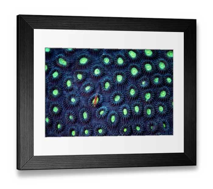 Framed Print : Dwarf goby (Bryaninops sp.) resting on hard coral, Bunaken National Park, North Sulawesi, Indonesia, Pacific Ocean Framed Print : Dwarf goby (Bryaninops sp.) resting on hard coral, Bunaken National Park, North Sulawesi, Indonesia, Pacific Ocean