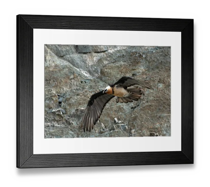 Framed Print : Bearded vulture (Gypaetus barbatus) in flight, Hanle, Ladakh, India Framed Print : Bearded vulture (Gypaetus barbatus) in flight, Hanle, Ladakh, India