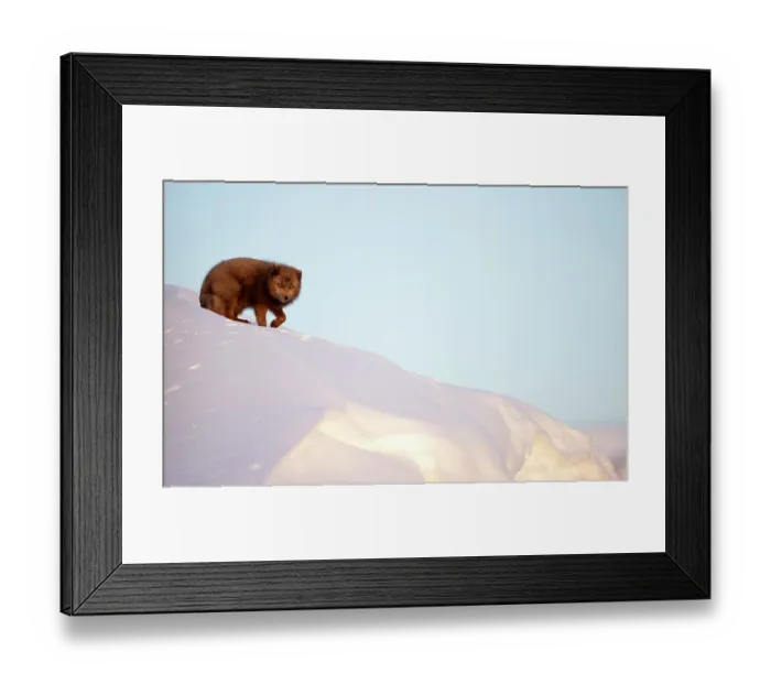 Framed Print : Arctic fox (Vulpes lagopus) in snow, Hornstrandir Nature Reserve, Iceland. March Framed Print : Arctic fox (Vulpes lagopus) in snow, Hornstrandir Nature Reserve, Iceland. March