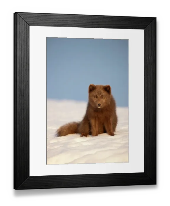 Framed Print : Arctic fox (Vulpes lagopus) sitting on snow, portrait, Hornstrandir Nature Reserve, Iceland. March Framed Print : Arctic fox (Vulpes lagopus) sitting on snow, portrait, Hornstrandir Nature Reserve, Iceland. March