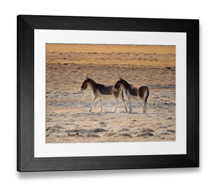 Framed Print : RF - Two Kiangs (Equus kiang) standing in desert landscape, Hanle, Ladakh, India. (This image may be licensed either as rights managed or royalty free.) Framed Print : RF - Two Kiangs (Equus kiang) standing in desert landscape, Hanle, Ladakh, India. (This image may be licensed either as rights managed or royalty free.)