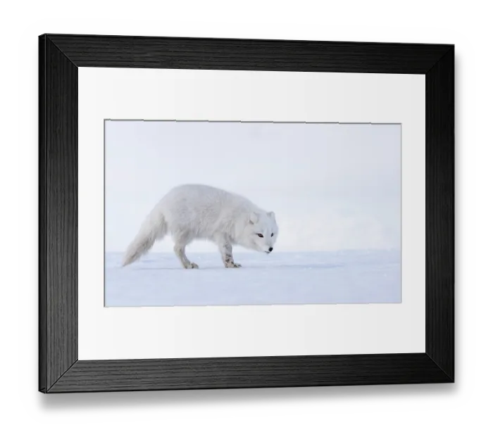 Framed Print : Arctic fox (Vulpes lagopus) winter coat, standing on snow, Svalbard, Norway. March Framed Print : Arctic fox (Vulpes lagopus) winter coat, standing on snow, Svalbard, Norway. March