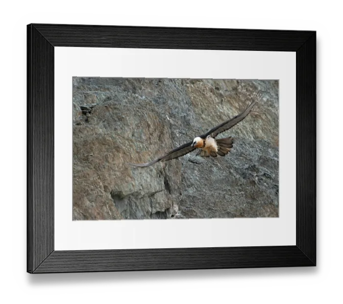 Framed Print : Bearded vulture (Gypaetus barbatus) in flight, Hanle, Ladakh, India Framed Print : Bearded vulture (Gypaetus barbatus) in flight, Hanle, Ladakh, India