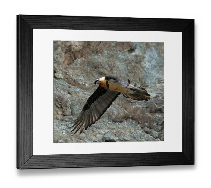 Framed Print : RF - Bearded vulture (Gypaetus barbatus) in flight, Hanle, Ladakh, India. (This image may be licensed either as rights managed or royalty free.) Framed Print : RF - Bearded vulture (Gypaetus barbatus) in flight, Hanle, Ladakh, India. (This image may be licensed either as rights managed or royalty free.)