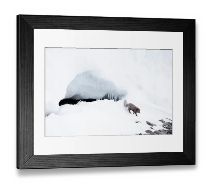 Framed Print : Arctic fox (Vulpes lagopus) blue morph, walking in the snow, Hornstrandir Nature Reserve, Iceland. March Framed Print : Arctic fox (Vulpes lagopus) blue morph, walking in the snow, Hornstrandir Nature Reserve, Iceland. March