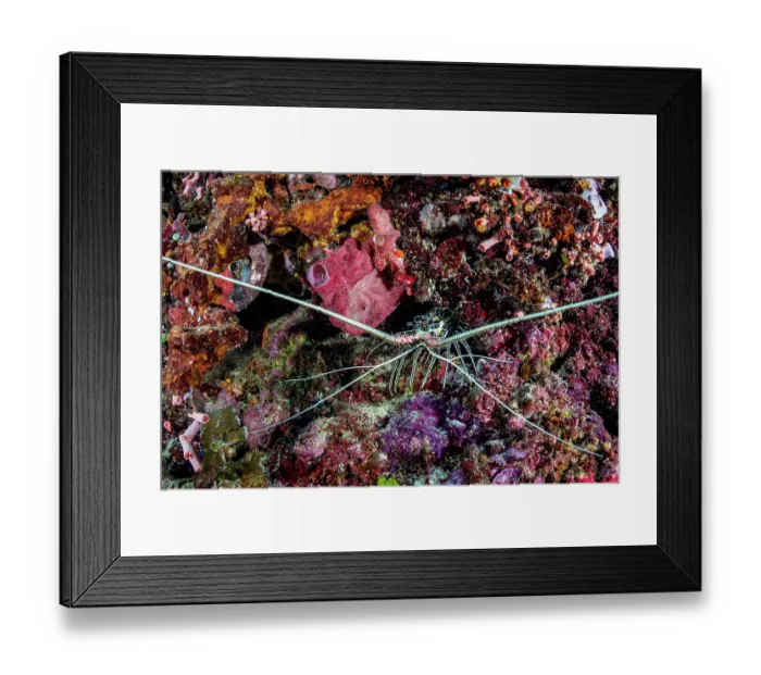 Framed Print : Painted spiny lobster (Panulirus versicolor) peering from a hole in the coral reef, Bunaken National Park, North Sulawesi, Indonesia, Pacific Ocean Framed Print : Painted spiny lobster (Panulirus versicolor) peering from a hole in the coral reef, Bunaken National Park, North Sulawesi, Indonesia, Pacific Ocean