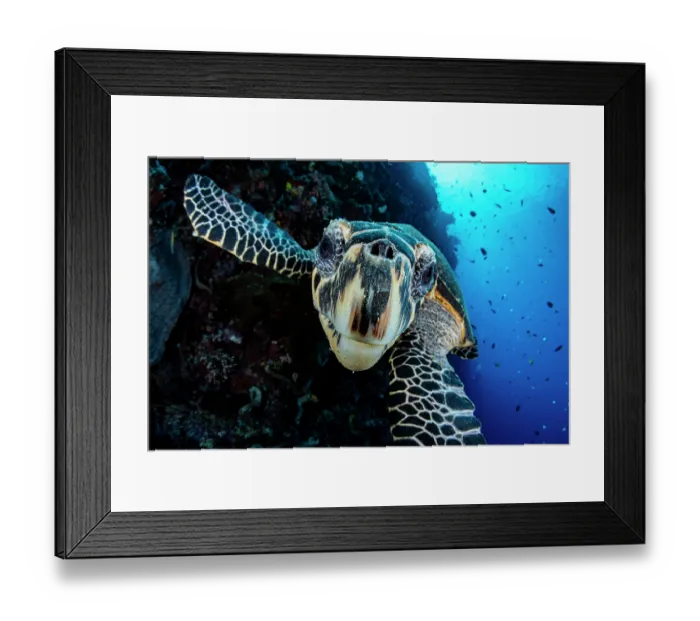 Framed Print : Hawksbill turtle (Eretmochelys imbricata) portrait, Bunaken Marine Park, North Sulawesi, Indonesia, Pacific Ocean. Critically endangered Framed Print : Hawksbill turtle (Eretmochelys imbricata) portrait, Bunaken Marine Park, North Sulawesi, Indonesia, Pacific Ocean. Critically endangered